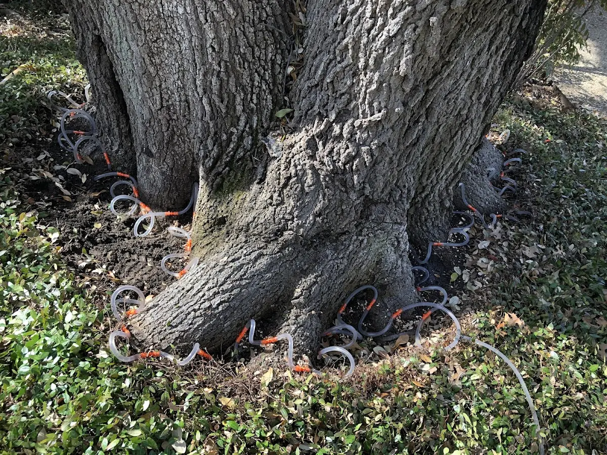 Detailed Tree Cabling and Bracing job site in Brilliant