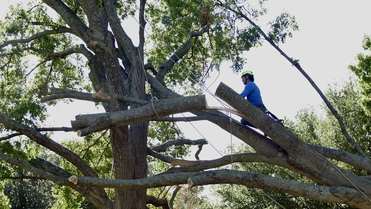 Professional Crown Thinning performed by certified arborists in Brilliant