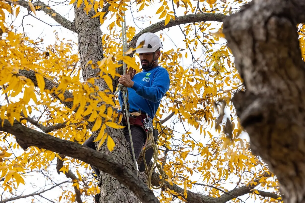 Skilled Storm Damage Cleanup crew working in Brilliant